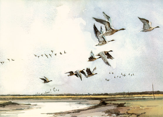 Geese leaving the Marshes