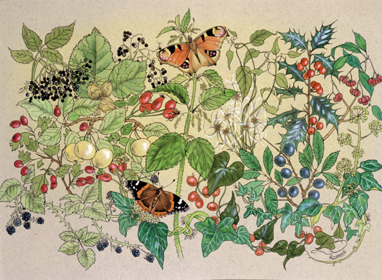 Butterflies and Hedgerow Fruits