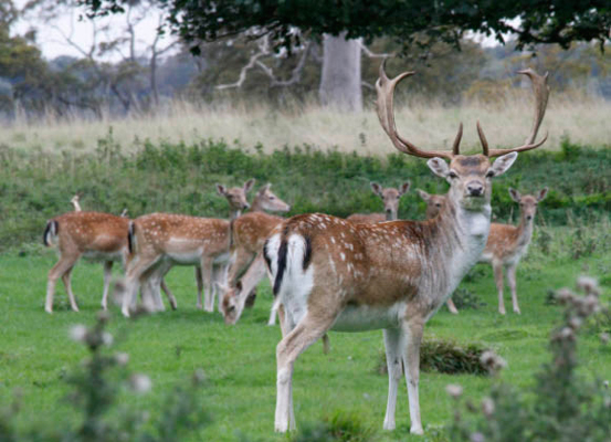 Fallow Deer, Holkham, Norfolk