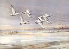 Bewick Swans over the marshes, North Norfolk