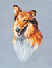 The Rough Collie