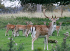 Fallow Deer, Holkham, Norfolk