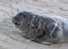 Grey Seal pup, Horsey, Norfolk
